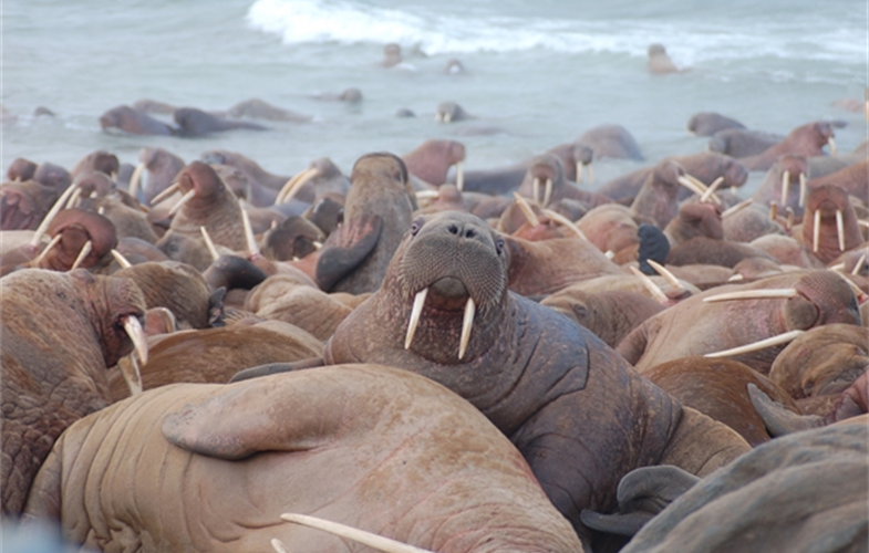 A herd of walruses. CREDIT: Maxim Chakilev